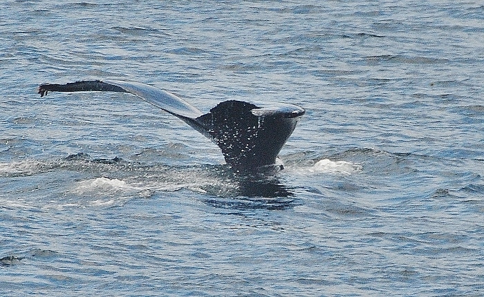 humpback tail